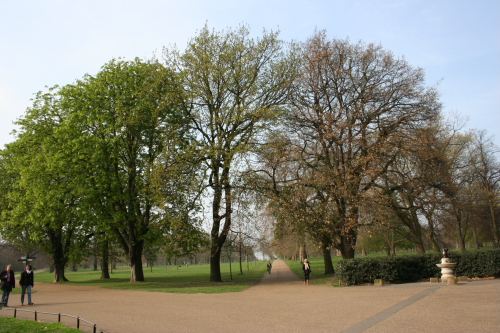 bosque de inglaterra